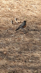 Turdus migratorius