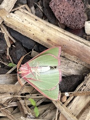 Chlorocoma cadmaria