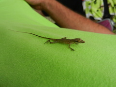 Anolis alutaceus