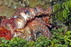 Tutufa rubeta
