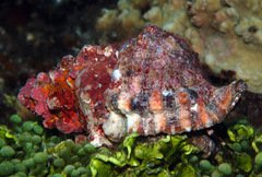 Tutufa rubeta