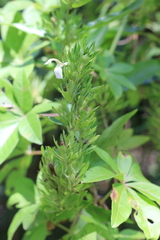 Poikilacanthus glandulosus
