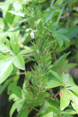 Poikilacanthus glandulosus