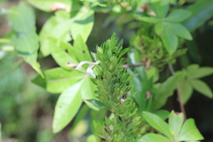 Poikilacanthus glandulosus