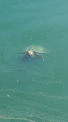 Trachemys scripta elegans