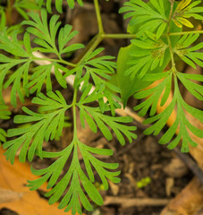 Dicentra cucullaria