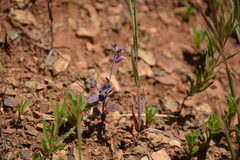 Streptanthus hispidus