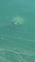 Trachemys scripta elegans