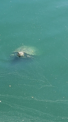 Trachemys scripta elegans