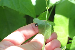 Chinavia erythrocnemis