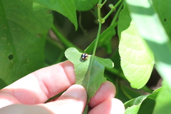 Chinavia erythrocnemis