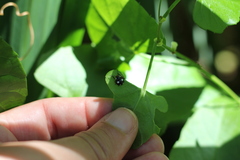 Chinavia erythrocnemis