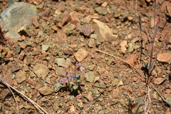 Streptanthus hispidus