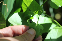 Chinavia erythrocnemis