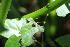 Chinavia erythrocnemis