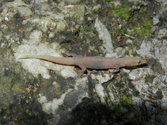 Sphaerodactylus elegans