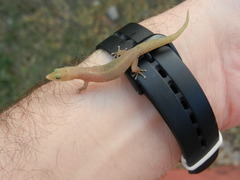 Sphaerodactylus elegans