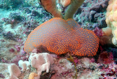 Polycitor giganteus