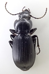 Pterostichus isabellae