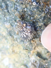 Echinolittorina ziczac