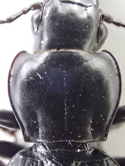 Pterostichus isabellae