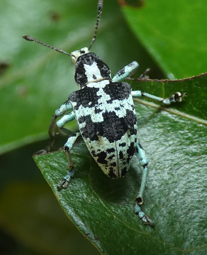 Rhigus dejeanii