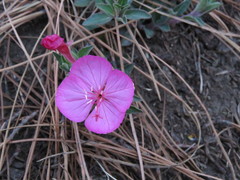 Oenothera deserticola