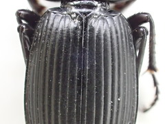 Pterostichus isabellae