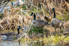 Branta canadensis parvipes