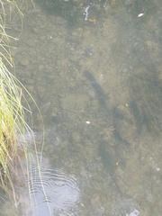 Anguilla dieffenbachii