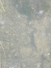 Anguilla dieffenbachii