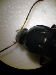 Poecilus lucublandus