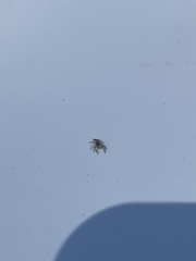 Araneae