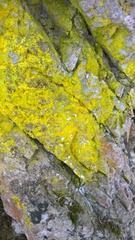 Leproplaca chrysodeta