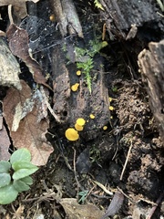 Bispora