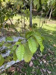 Coccoloba venosa