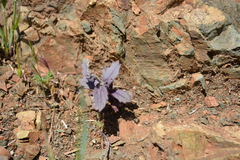 Streptanthus hispidus