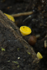 Bispora