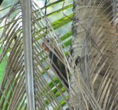 Melanerpes radiolatus