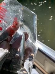 Notropis percobromus