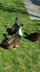 Anas platyrhynchos domesticus