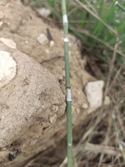 Equisetum ramosissimum