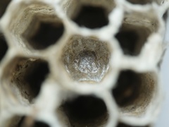 Hylaeus