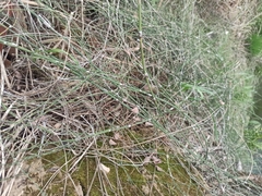 Equisetum ramosissimum