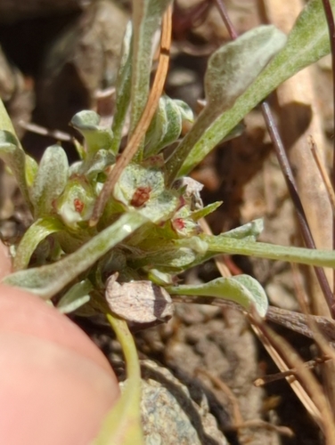Image of Hesperevax sparsiflora by no rights reserved