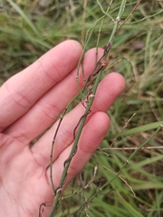 Equisetum ramosissimum