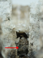 Hylaeus