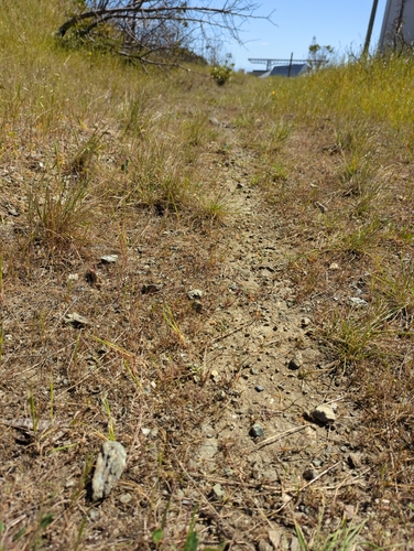 Image of Hesperevax sparsiflora by no rights reserved