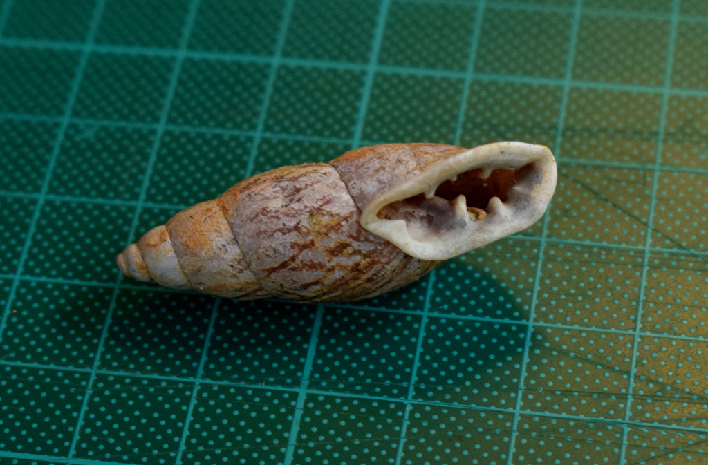 Odontostomus paulista