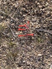 Penstemon subulatus